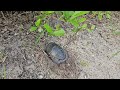 Red Bellied Turtle Egg Laying Season