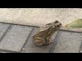 Raw Footage of Shape Shifting Reptilian