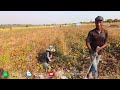 Linh Philip || Những Thứ Hiếm Hoi Vào Mùa Khô Đang Dần Có Trong Việt Phi Farm