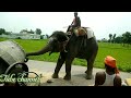 Elephant drink Water ||Elephant spraying water . #viralvideo #animals.#elephant