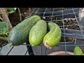 Harvested a few Bangladeshi cucumbers | Shosha Kira | Hobbyist Gardening UK