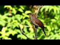 Singing NIGHTINGALE - the best BIRD SONG