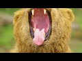 BEST OF AFRICA - African Wildlife Film - Amazing Animals in 4K UHD - Part #1