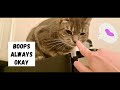How to Pet a Cat - Skip Helps!