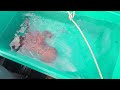 Giant Pacific octopus on the crab boat