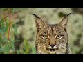 Tragic Moments! Wild Cats' Most Lethal Attacks!