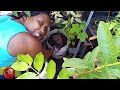 Planting More Food despite growing in extreme heat and limited water 🥵Small Space Gardening Oasis