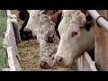 The video the meat industry doesn't want you to see