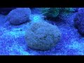 Evad1 300 gallon lps coral on sand bed