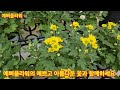 1492회. 예삐플라워의 예쁘고 아름다운 꽃이많아요 오셔서 구경하세요.