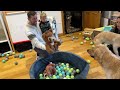 Golden Retriever Gets Angry In Ball Pit! Baby Thinks It's So Funny!