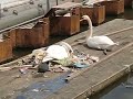 swan Recycling better than humans
