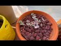 Transplanting Baby Succulents / Graptoveria Fred Ives / Succulents For Beginners!