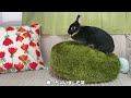 When I set up a surprise on the rabbit, it became a big leaking incident [No.529]