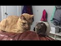 Cat and Rat