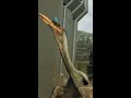 QUETZALCOATLUS GOES ON A RAMPAGE!!!