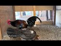 Red Jungle Fowl # qaib qus