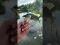We are back fishing at this solid spot! help us hit 100 subs by the end of summer for a rod giveaway