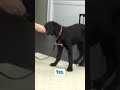 Teach Your Dog To DROP Things FAST!