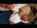 Aussie puppy smiling himself to sleep.  ChimChar is such a good boy!