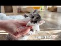 遊び疲れたらおひざに甘えにくる子猫【かぐ告兄妹日記#6】Kitten that comes to be pampered when tired of playing.