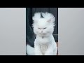 Funniest Animals 2023 😂 Funny Cats and Dogs Videos 😺🐶 Part 506