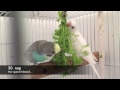7M+ Views - Albino budgie UNBOXING + bonus video from hatching to 4 weeks - growth stages