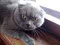 angry cat British Shorthair