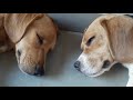 Dog can't stay awake