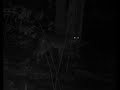 coyote 1  31  2012 4am