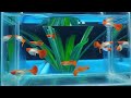 Most EXOTIC Beautiful Guppy Ever in 2024 Beautiful Guppy | Fish keeping tips