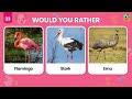 Would You Rather...? MYSTERY Gift 🎁 Animals Edition 🐶😺 Quiz Time