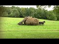 Hay Hay Hay the Amish Way