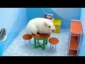 Thrilling Prison Break of a Tiny Hamster Through the Toilet Network 🐹 Maze for Hamster