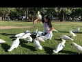 Cockatoo Feeding