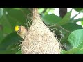 Birds Singing Without Music - Bird Sounds Relaxation, Soothing Nature Sounds, Birds Chirping