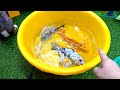 Catch Cute Animals, Rainbow Chicken, Rabbit, Turtle, Catfish, Crocodile, Centipede, Goldfish