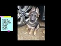 German Shepherd Puppies Growing Up- Birth to 8 Weeks