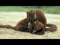 Los coatíes y los mayas | Wild Frank en México | Animal Planet