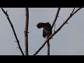 Green Heron in a tree calling