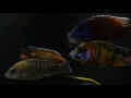 African Cichlids - Beautiful HD All-Male Peacock Aquarium