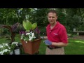 How to Build the Perfect Container Garden featuring Tropicanna canna