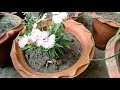 How to grow and care Dianthus plants / sweet William plants