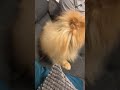 Pomeranian dog has the most hilarious sneeze