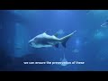 Stingrays | Animal Facts Series | Episode 41 | Space for Nature #fish #nature #naturelovers #ocean