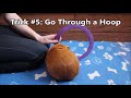 5 Easy Tricks to Teach Your Guinea Pig FIRST