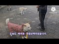 비가 와도 산책은 최고지요