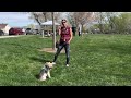 Tame Your Dog's Hyperactivity with This Simple Slip Lead Trick!