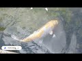 amazing outdoor koi pond||incredible Japanese koi fish pond