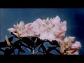 Utada Hikaru - Sakura Nagashi (El Poco Maro Remix)